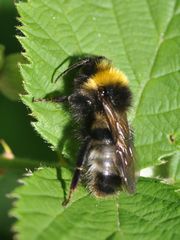 Bombus sylvestris